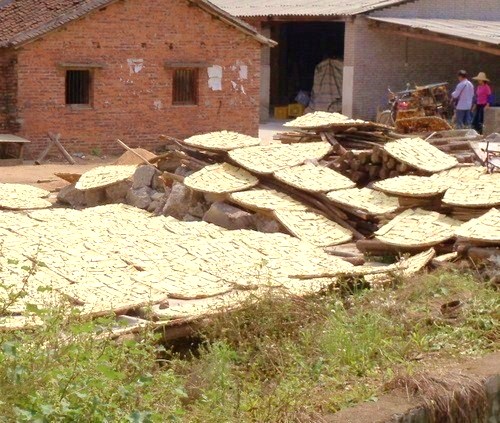 Bamboo Shoots, unrolled, flattened, and drying.
